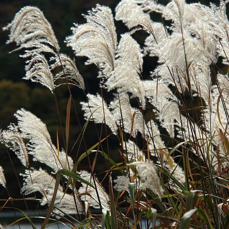 Miscanthus sin. 'Graziella' Pot 3 Liter 40 - 60 cm