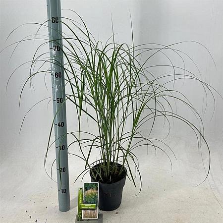 Miscanthus sin. 'Herman Mussel' Pot 2 Liter
