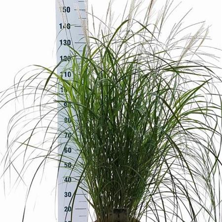 Miscanthus sin. 'Herman Mussel' Pot 12 liter 60 - 80 cm