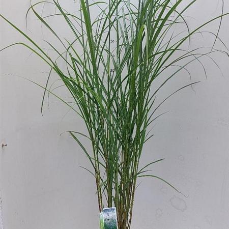Miscanthus sin. 'Herman Mussel' Pot 12 liter 60 - 80 cm