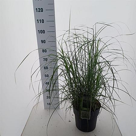 Miscanthus sin. 'Herman Mussel' Pot 12 liter 60 - 80 cm