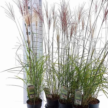 Miscanthus sin. 'Kleine Silbersp.' Pot 2 Liter40 - 60 cm