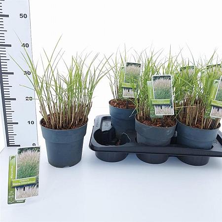 Miscanthus sin. 'Kleine Silbersp.' Pot 2 Liter40 - 60 cm