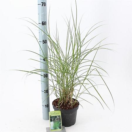 Miscanthus sin. 'Kleine Silbersp.' Pot 2 Liter40 - 60 cm