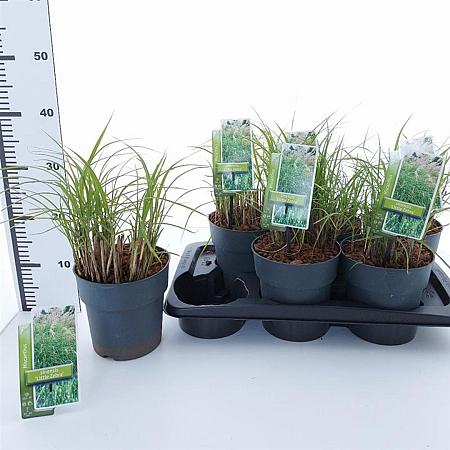 Miscanthus sin. 'Little Zebra' Pot 2 Liter40 - 60 cm