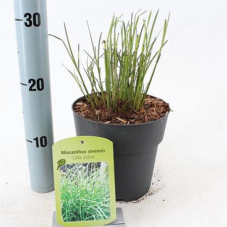 Miscanthus sin. 'Little Zebra' Pot 2 Liter40 - 60 cm