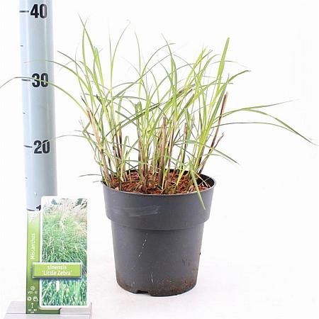 Miscanthus sin. 'Little Zebra' Pot 2 Liter40 - 60 cm