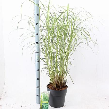 Miscanthus sin. 'Little Zebra' Pot 6 Liter 60 - 80 cm