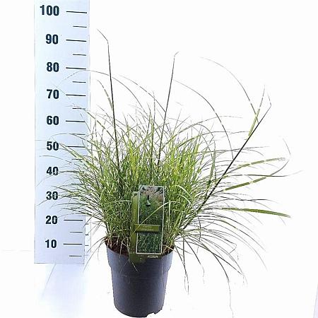 Miscanthus sin. 'Little Zebra' Pot 6 Liter 60 - 80 cm