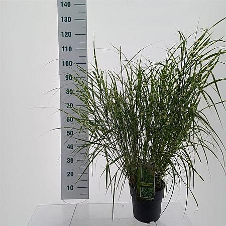 Miscanthus sin. 'Little Zebra' Pot 6 Liter 60 - 80 cm