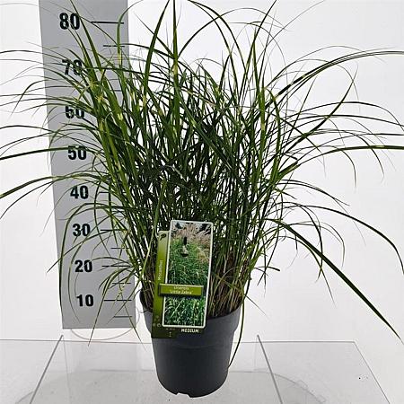 Miscanthus sin. 'Little Zebra' Pot 6 Liter 60 - 80 cm
