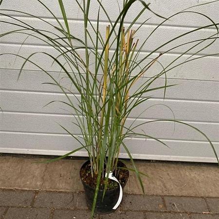 Miscanthus sin. 'Malepartus' Pot 5 Liter 