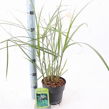 Miscanthus sin. 'Malepartus' Pot 2 Liter40 - 60 cm