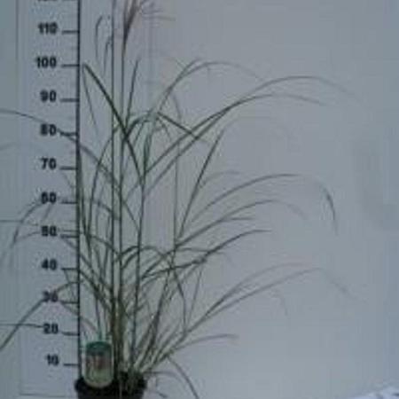 Miscanthus sin. 'Malepartus' Pot 3 Liter 50 - 60 cm