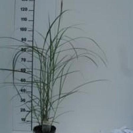 Miscanthus sin. 'Malepartus' Pot 3 Liter 50 - 60 cm