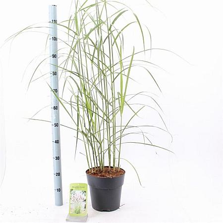 Miscanthus sin. 'Malepartus' Pot 6 Liter 60 - 80 cm