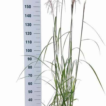 Miscanthus sin. 'Malepartus' Pot 6 Liter 60 - 80 cm