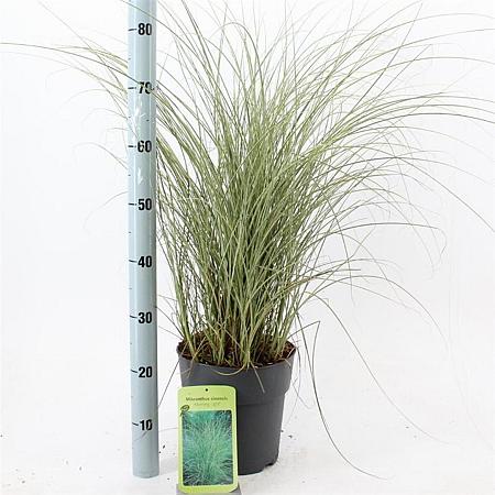 Miscanthus sin. 'Morning Light' Pot 6 Liter 60 - 80 cm