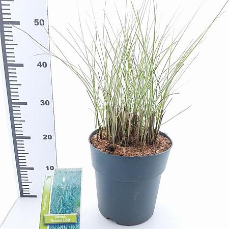 Miscanthus sin. 'Morning Light' Pot 6 Liter 60 - 80 cm