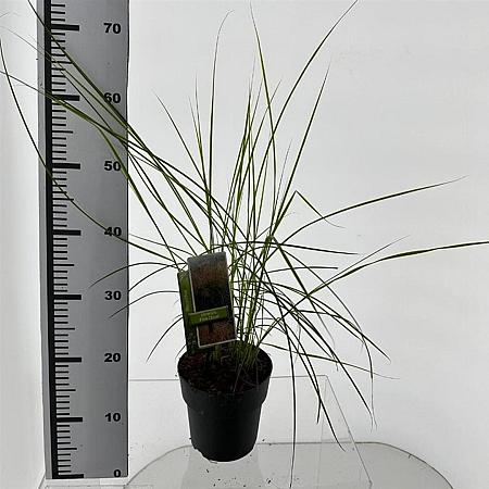 Miscanthus sin. Pink Cloud Pot 2 Liter30 - 40 cm