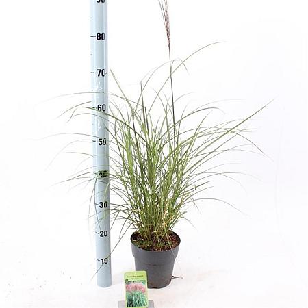 Miscanthus sin. 'Red Chief' Pot 2 Liter40 - 60 cm