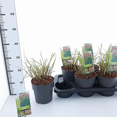 Miscanthus sin. 'Red Chief' Pot 2 Liter40 - 60 cm