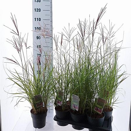 Miscanthus sin. 'Red Chief' Pot 2 Liter40 - 60 cm