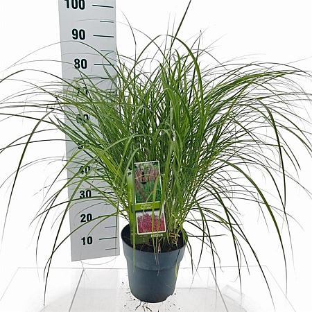 Miscanthus sin. 'Red Chief' Pot 6 Liter 60 - 80 cm