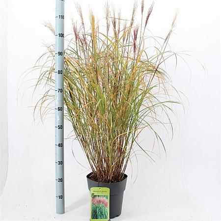 Miscanthus sin. 'Red Chief' Pot 6 Liter 60 - 80 cm