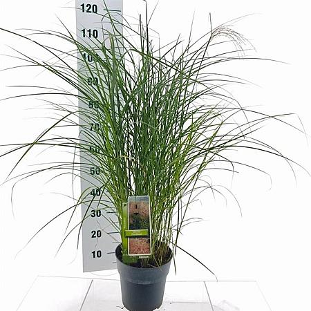 Miscanthus sin. 'Red Chief' Pot 6 Liter 60 - 80 cm