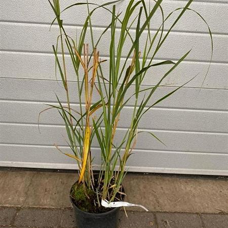 Miscanthus sin. 'Silberfeder' Pot 5 Liter 
