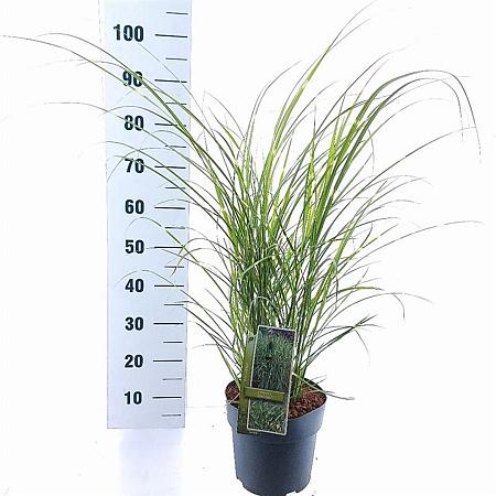 Miscanthus sin. 'Strictus' Pot 6 Liter 60 - 80 cm