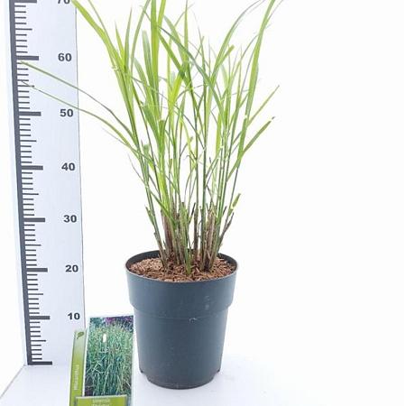 Miscanthus sin. 'Strictus' Pot 6 Liter 60 - 80 cm