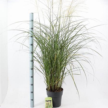 Miscanthus sin. 'Vanilla Sky' Pot 6 Liter 60 - 80 cm