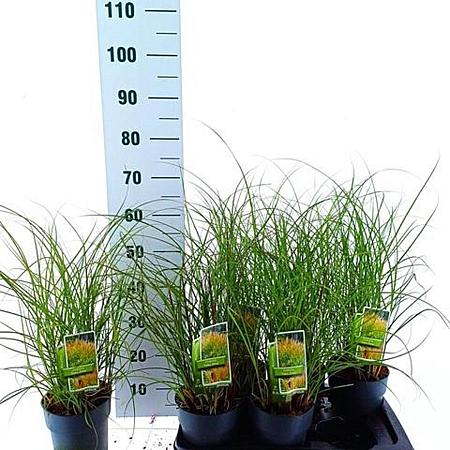Miscanthus sin. 'Yaku Jima' Pot 2 Liter60 - 80 cm