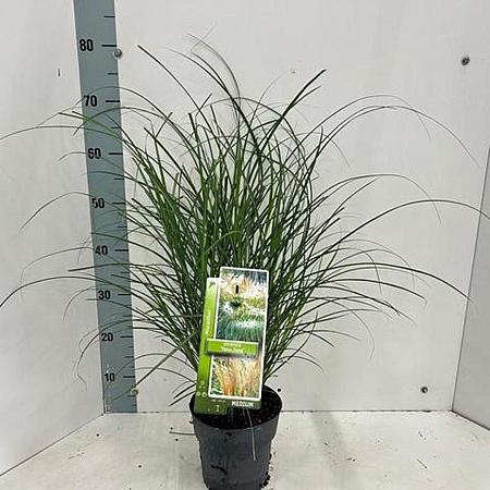 Miscanthus sin. 'Yaku Jima' Pot 2 Liter60 - 80 cm
