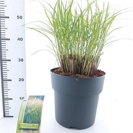 Miscanthus sin. 'Yaku Jima' Pot 12 liter 60 - 80 cm