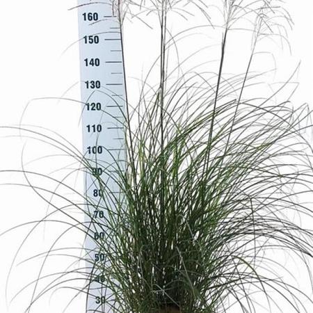 Miscanthus sin. 'Yaku Jima' Pot 12 liter 60 - 80 cm