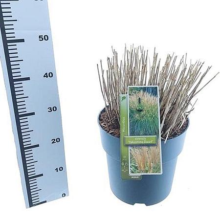 Miscanthus sin. 'Yaku Jima' Pot 12 liter 60 - 80 cm
