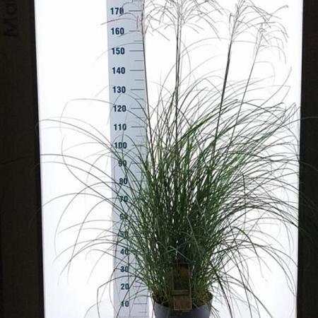 Miscanthus sin. 'Yaku Jima' Pot 12 liter 60 - 80 cm