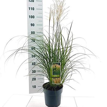 Miscanthus sin. 'Yaku Jima' Pot 12 liter 60 - 80 cm