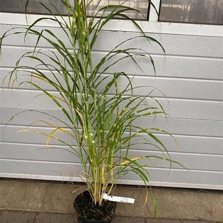 Miscanthus sin. 'Zebrinus' Pot 5 Liter 