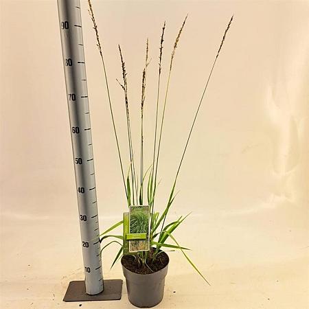 Molinia arund. 'Skyracer' Pot 2 Liter40 - 60 cm
