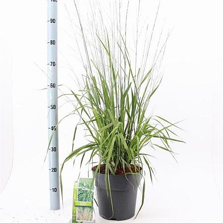 Molinia arund. 'Skyracer' Pot 6 Liter 60 - 80 cm