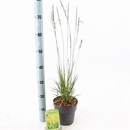Molinia caerulea 'Edith Dudszus' Pot 2 Liter40 - 60 cm