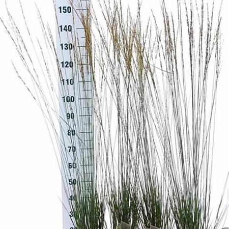 Molinia caerulea 'Heidebraut' Pot 3 Liter 