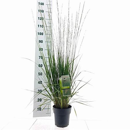 Molinia caerulea 'Heidebraut' Pot 3 Liter 