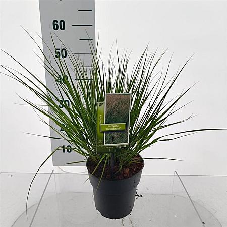 Molinia caerulea 'Heidebraut' Pot 3 Liter 