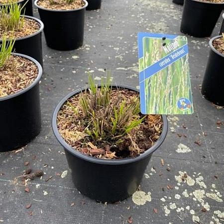 Molinia caerulea 'Heidebraut' Pot 3 Liter 