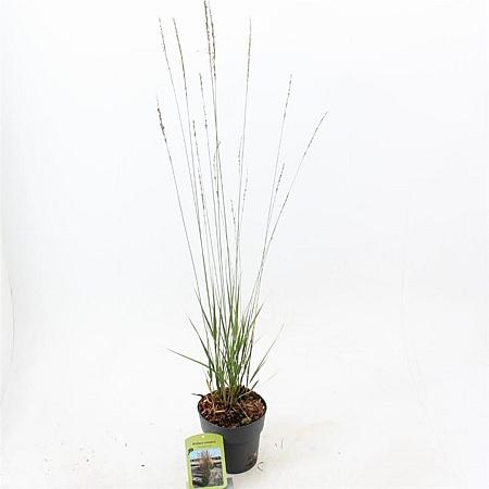 Molinia caerulea 'Heidebraut' Pot 2 Liter40 - 60 cm